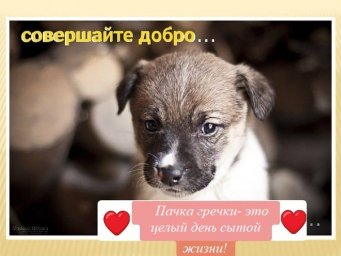100 пачек гречки &ndash; счастливый день в приюте для собак